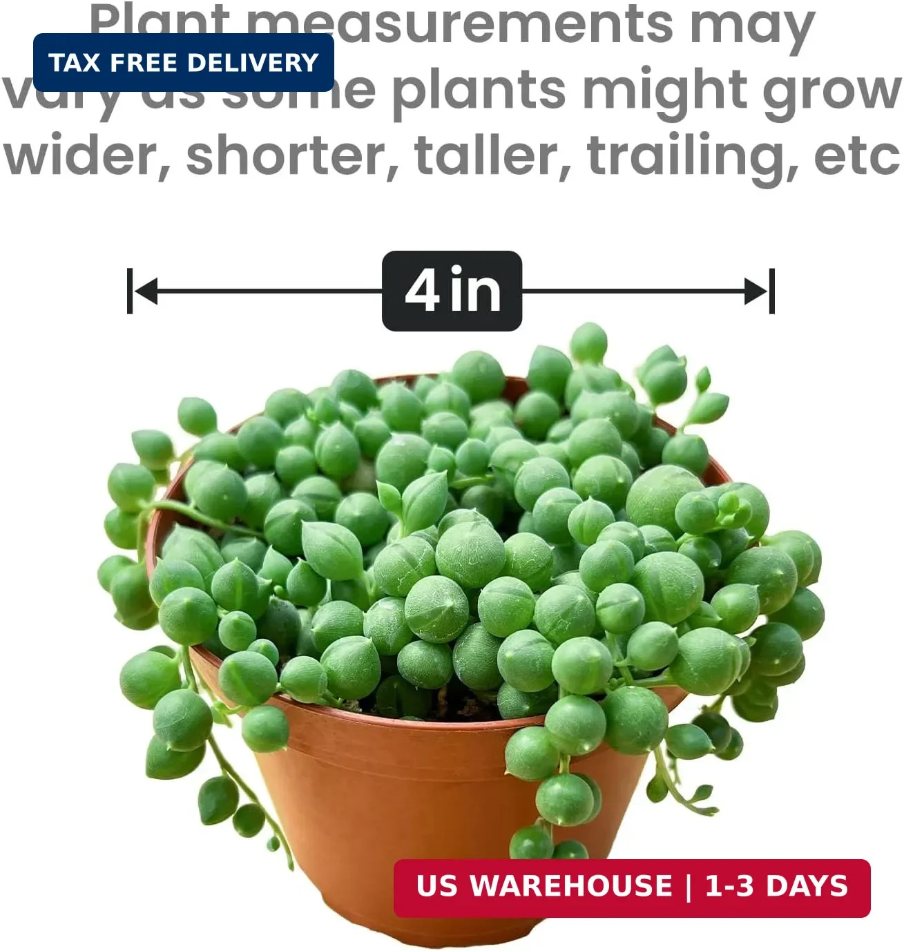 String of Pearls Live Succulent Plant (4-inch), Fully Rooted Trailing Houseplant
