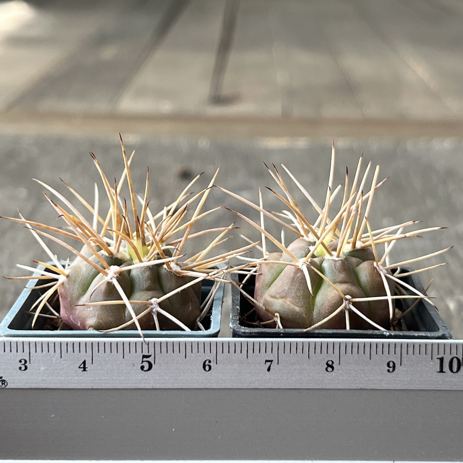 A37-846. G.eurypleurum, own root, 2 Pieces