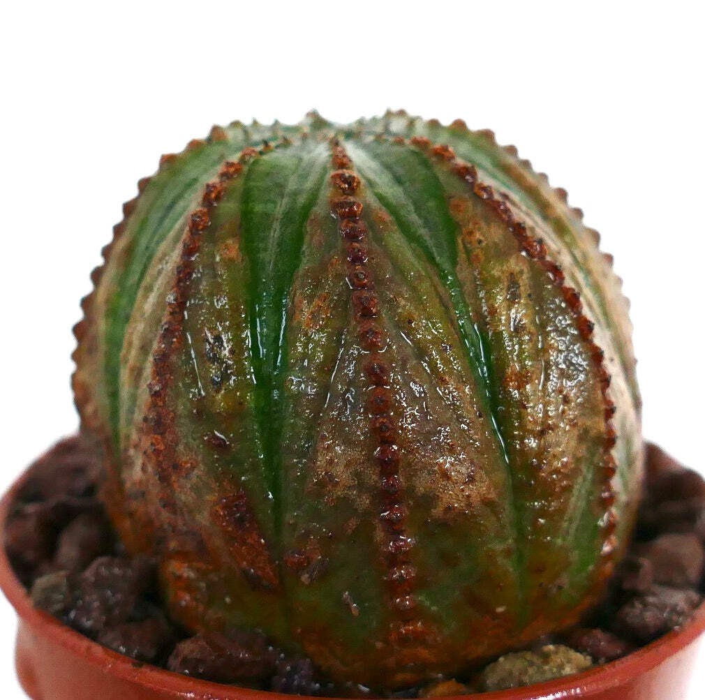 Euphorbia obesa GREEN-BROWNISH F89ZZ – Baseball plant | Round spurge