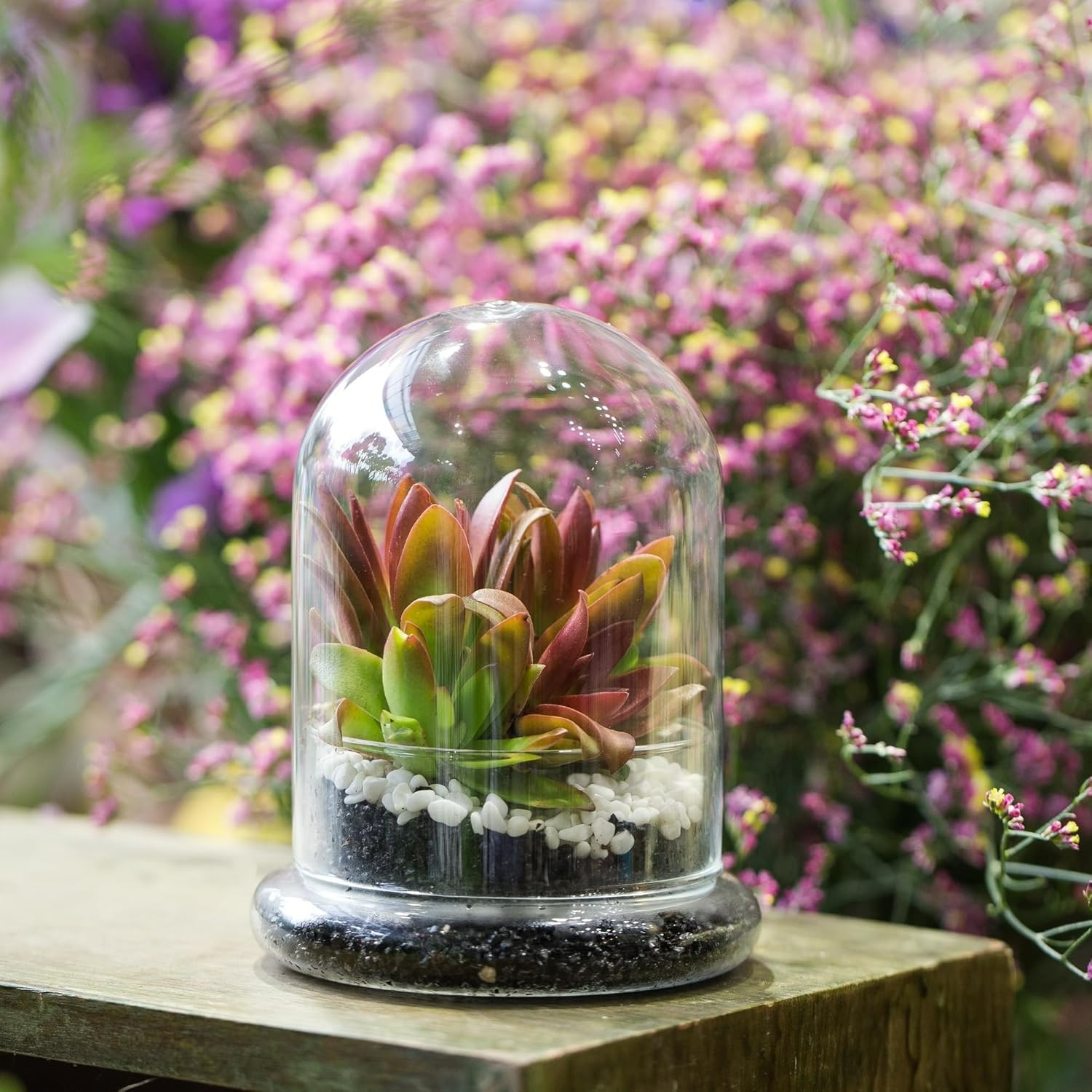 Chic Clear Glass Terrarium Cloche with Base – Ideal for Succulents or Displays
