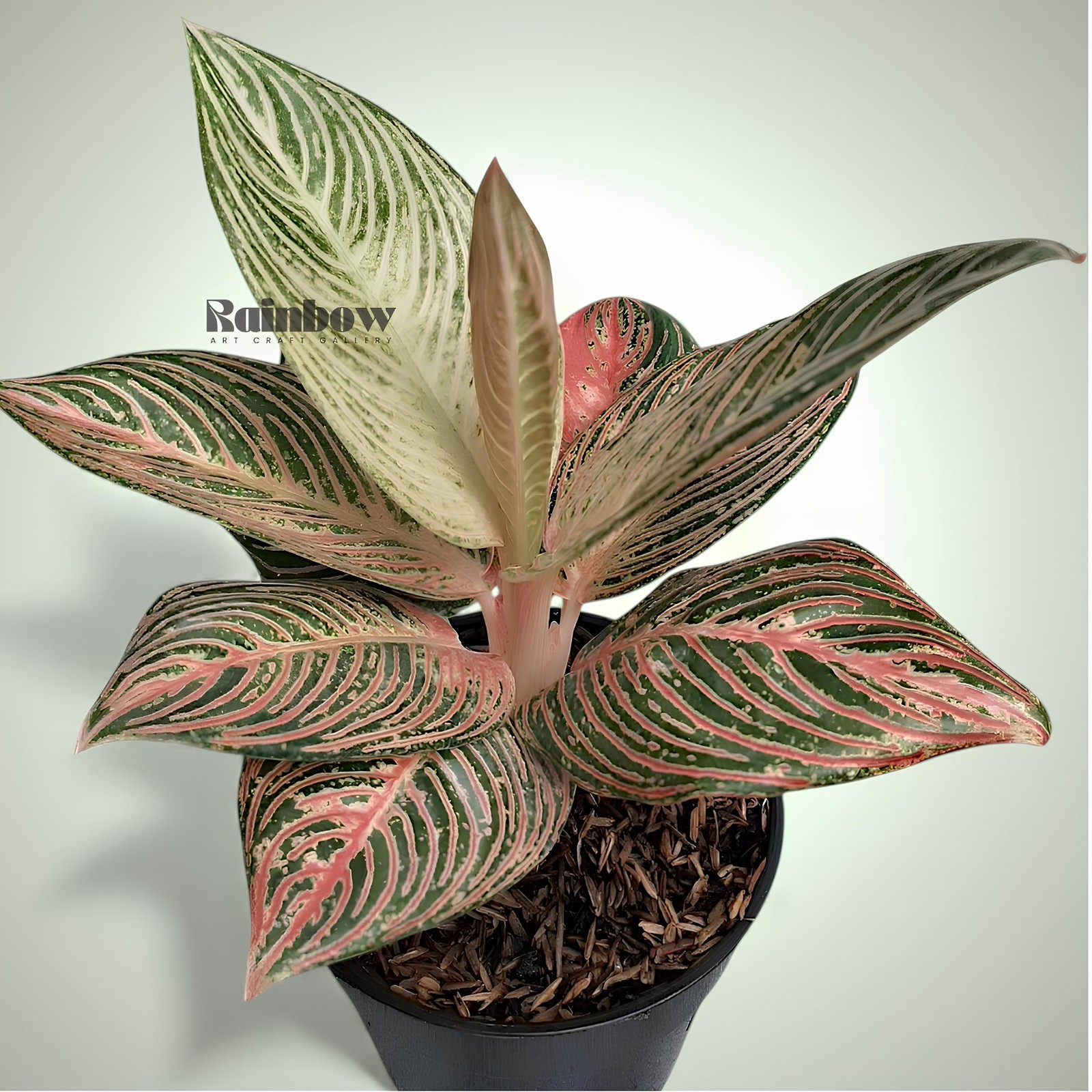 Aglaonema Golden Hope Beatiful Ornamental Plant