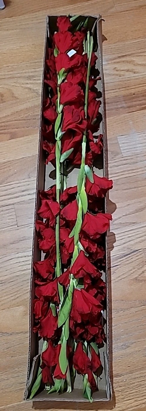 6 Pk Artificial Red Gladiolus Flowers Stem approx 36 inch long By Better Homes