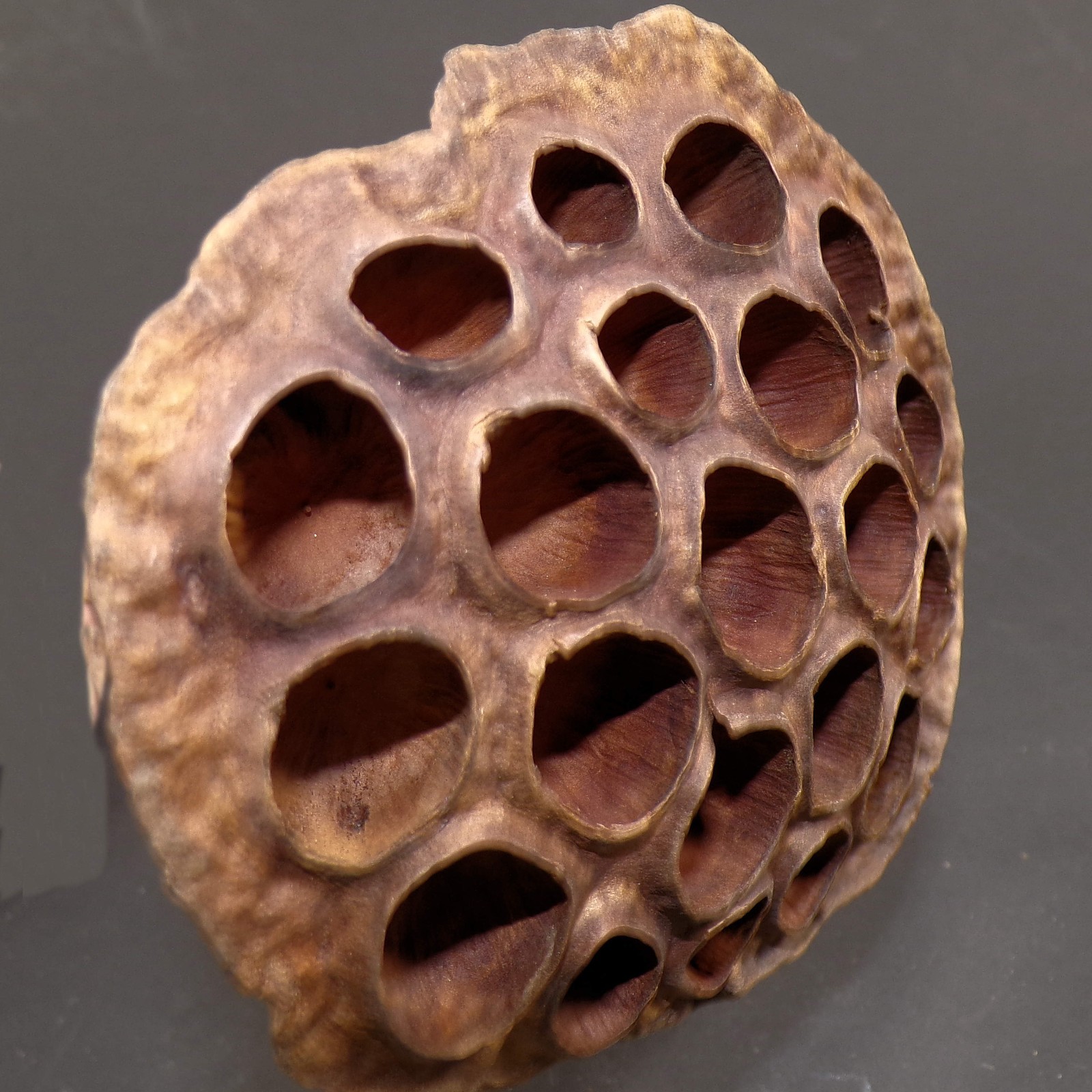 Lotus Seed Pods Lot of 3 Dried for Crafts and Decor 16″L