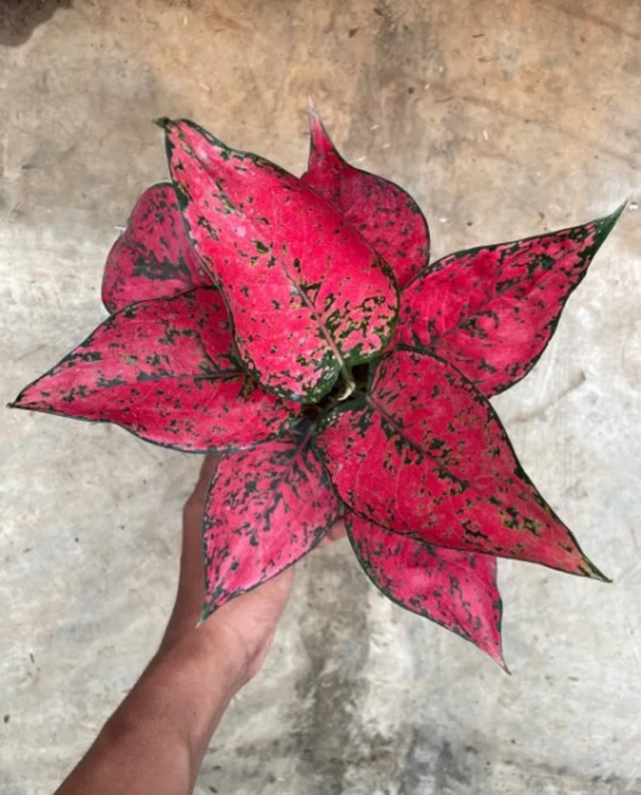Aglaonema Kom Kom Magenta Rare Pink Chinese Evergreen Tropical Houseplant