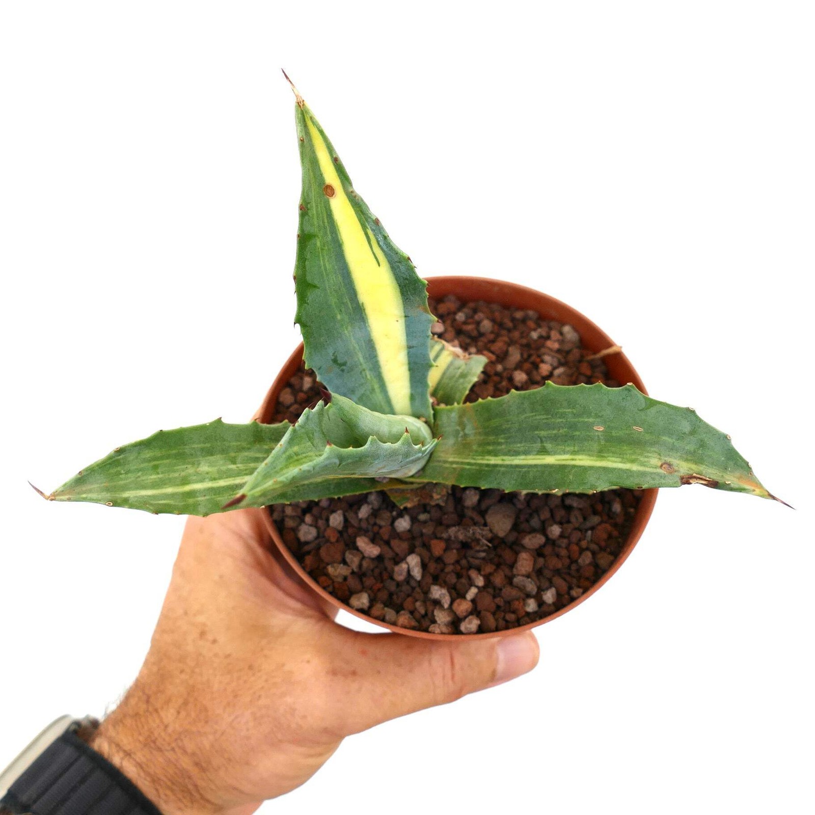 Agave americana STRIATA 55M – Century plant | American agave
