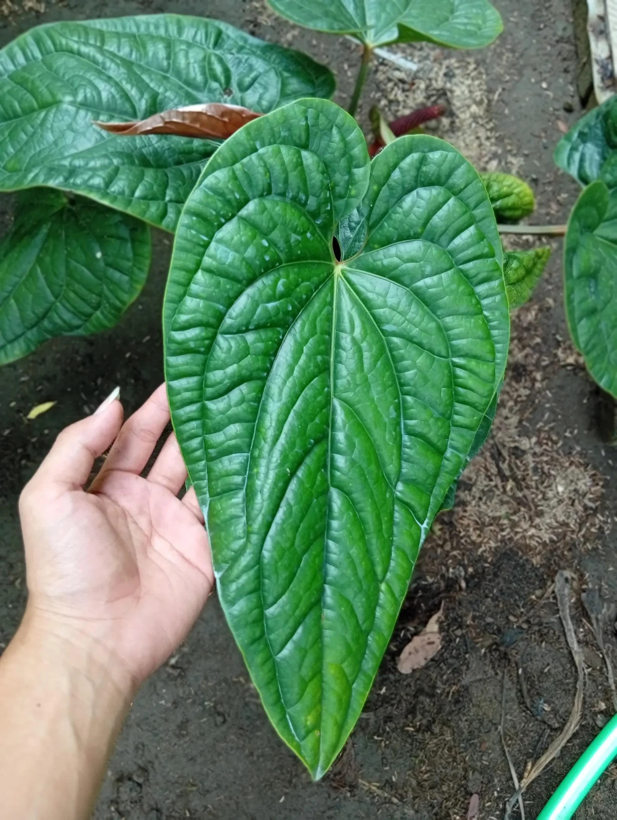 Real Picture Anthurium Radicans Medium Size