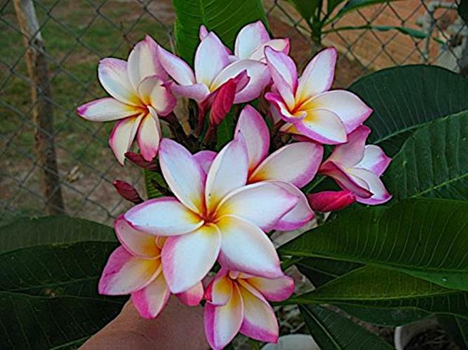 Nelson Plumeria Plant and All Flowering Tropicals Food Ferns Assorted Sizes