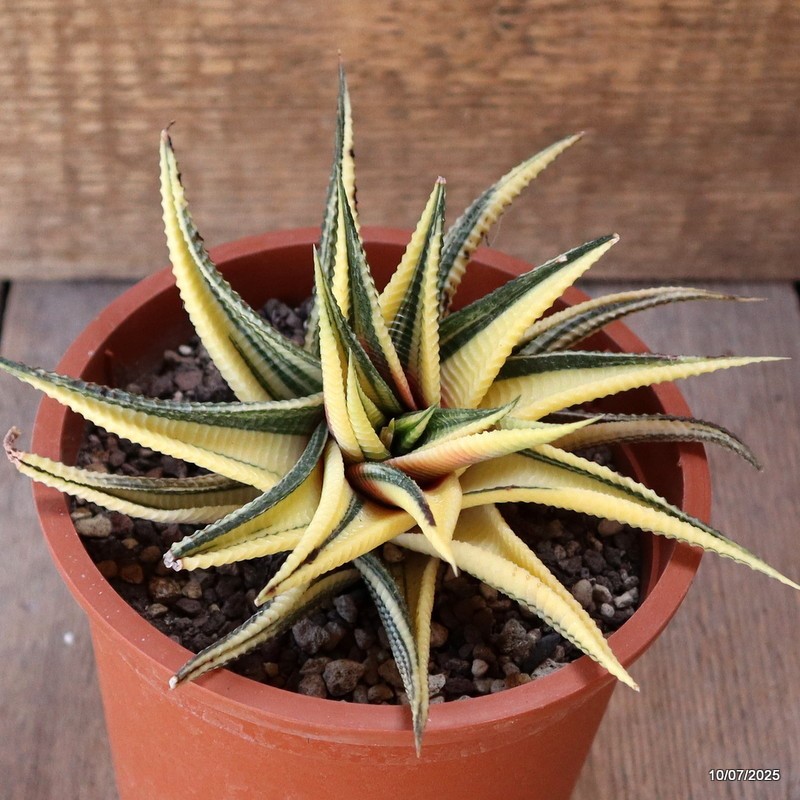 D5207 HAWORTHIA LIMIFOLIA VARIEGATED pot13-H8-W14 cm MaMa Cactus