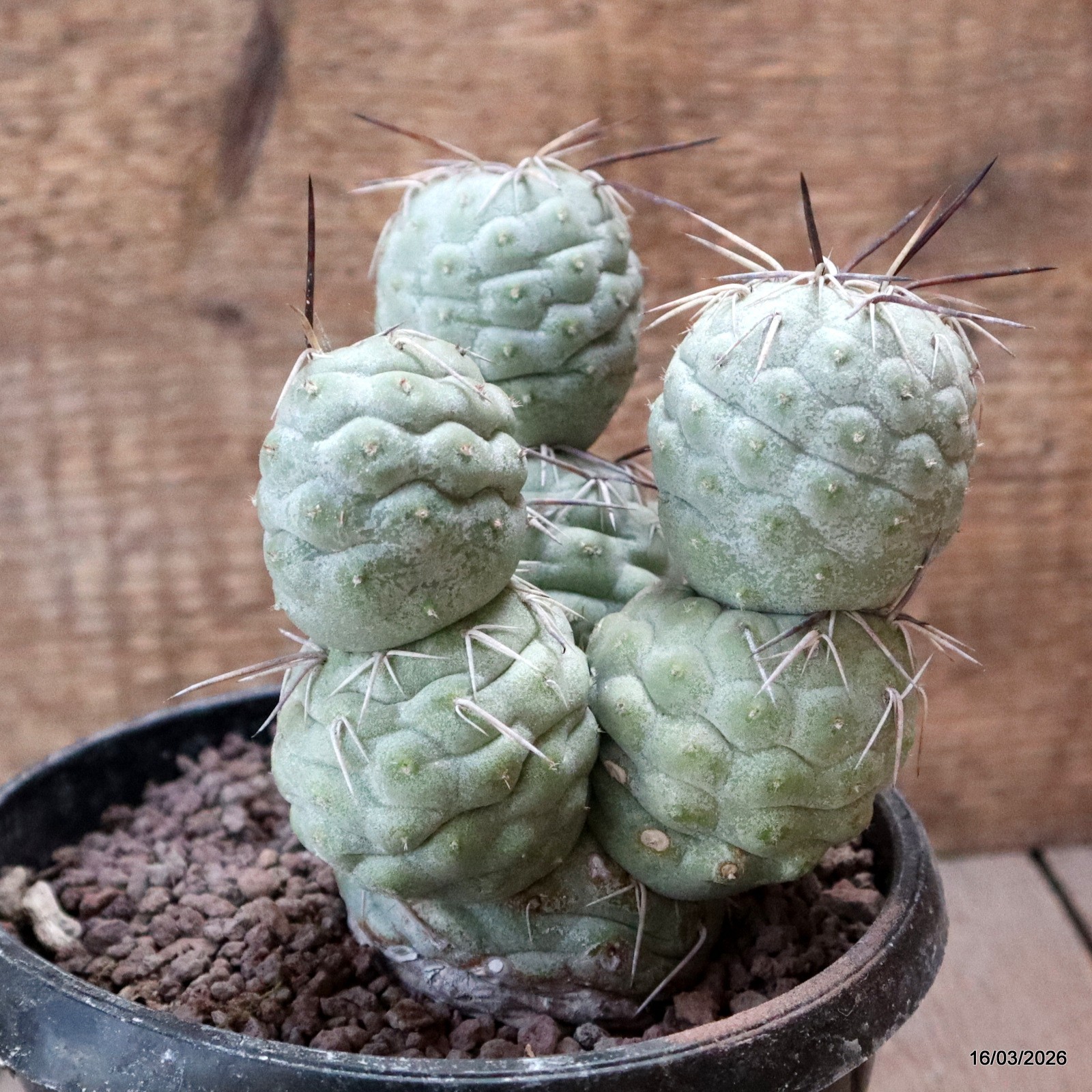 D8038 TEPHROCACTUS GEOMETRICUS 7 BALLS pot14-H13-W11 cm MaMa Cactus