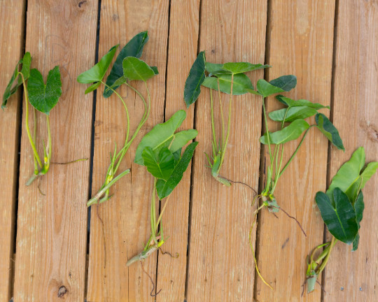 Burle Marx Philodendron Cutting | Air Roots w/ Multiple Nodes | Indoor & Outdoor