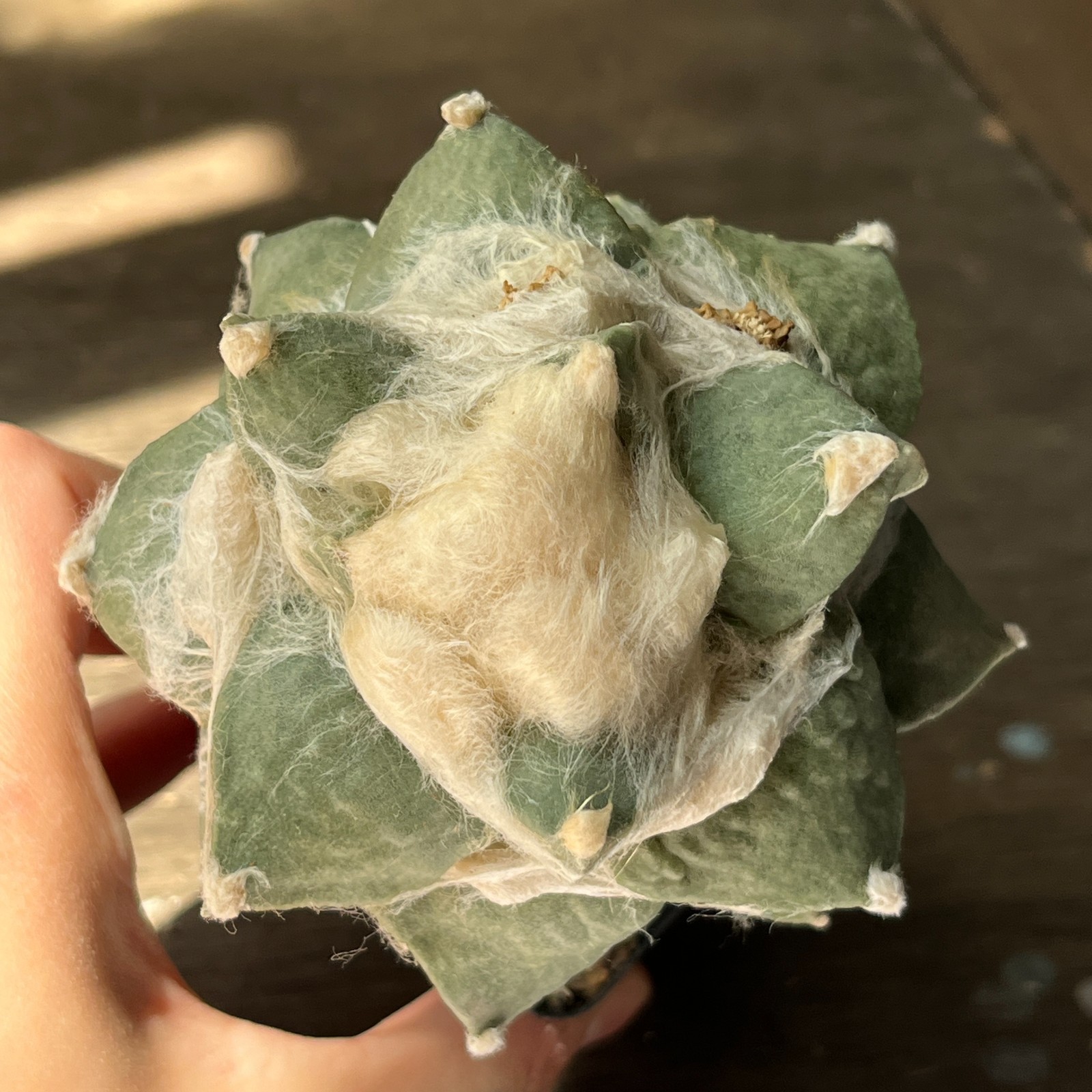 A53-1609 Cactus multihybrid, grafted