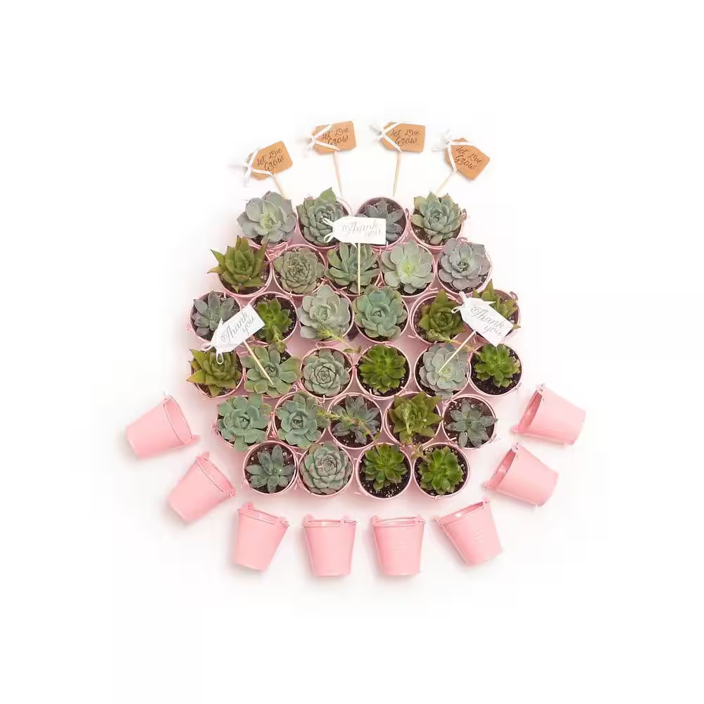 2 In. Wedding Event Rosette Succulents Plant with Pink Metal Pails and Let Love
