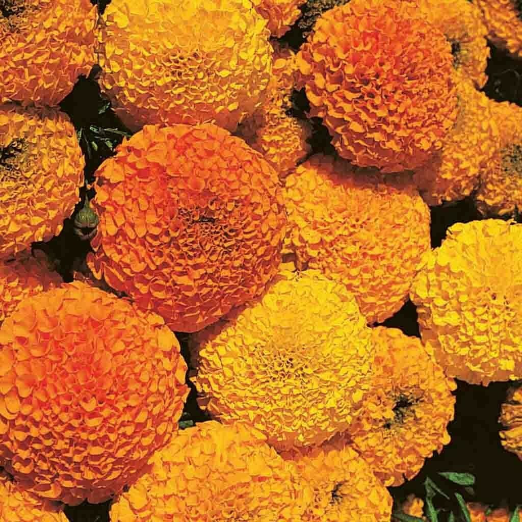 MARIGOLD – SIERRA MIX – Tagetes Erecta – 100 SEEDS – DROUGHT TOLERANT