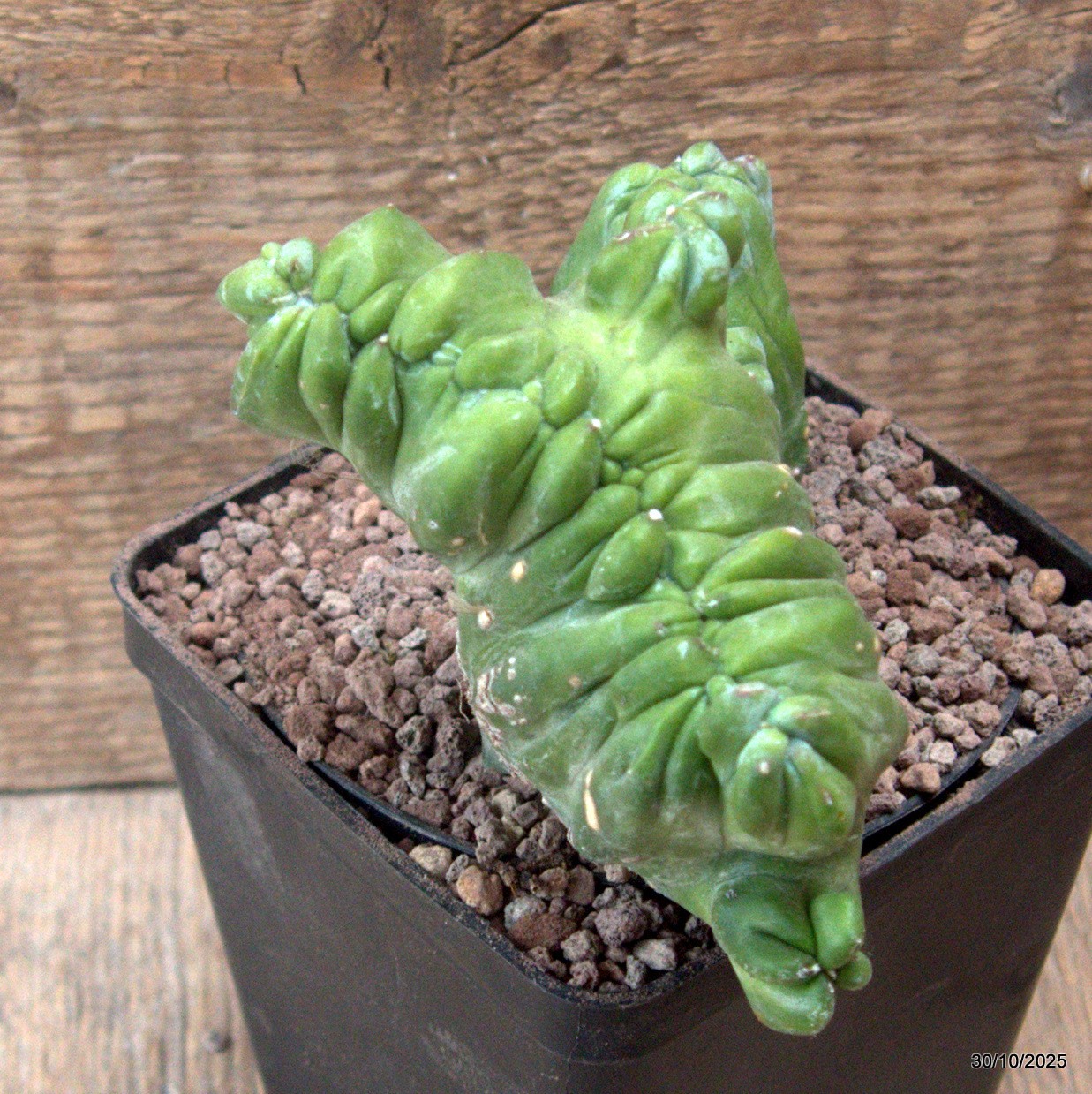 D7228 MYRTILLOCACTUS GEOMETRIZANS CRESTED pot10-H12-W15 cm MaMa Cactus