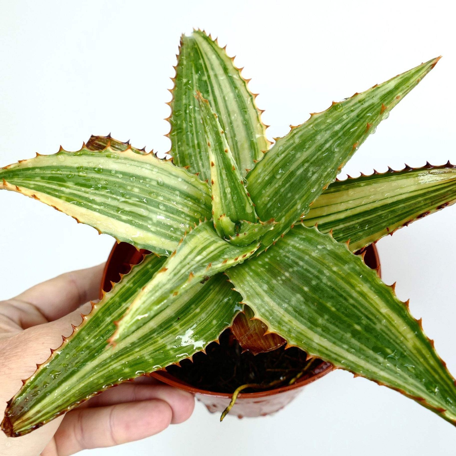 Aloe saponaria STRIATA VARIEGATED AB78 – NO haworthia gasteria agave