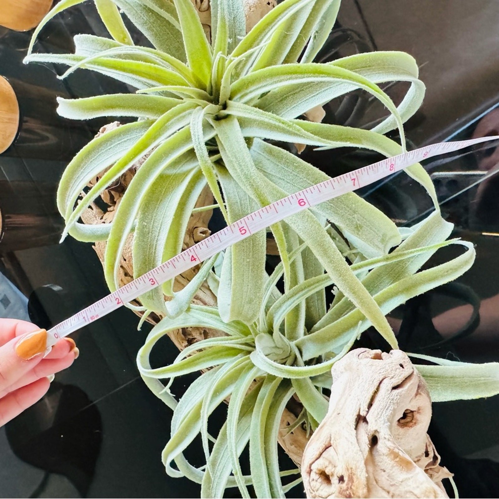 NEW POTTERY BARN Soft Mint Green Faux Air Plant Tillandsia Table Decor Display