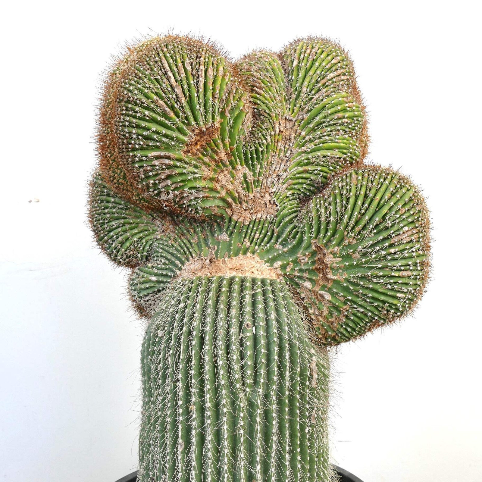 Carnegiea polylopha SAGUARO CRESTATO 66x38cm – Cardon | Elephant cactus