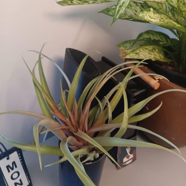 Large Green Real Touch Faux Air Plants, Lifelike Fake Tillandsia Mix Size