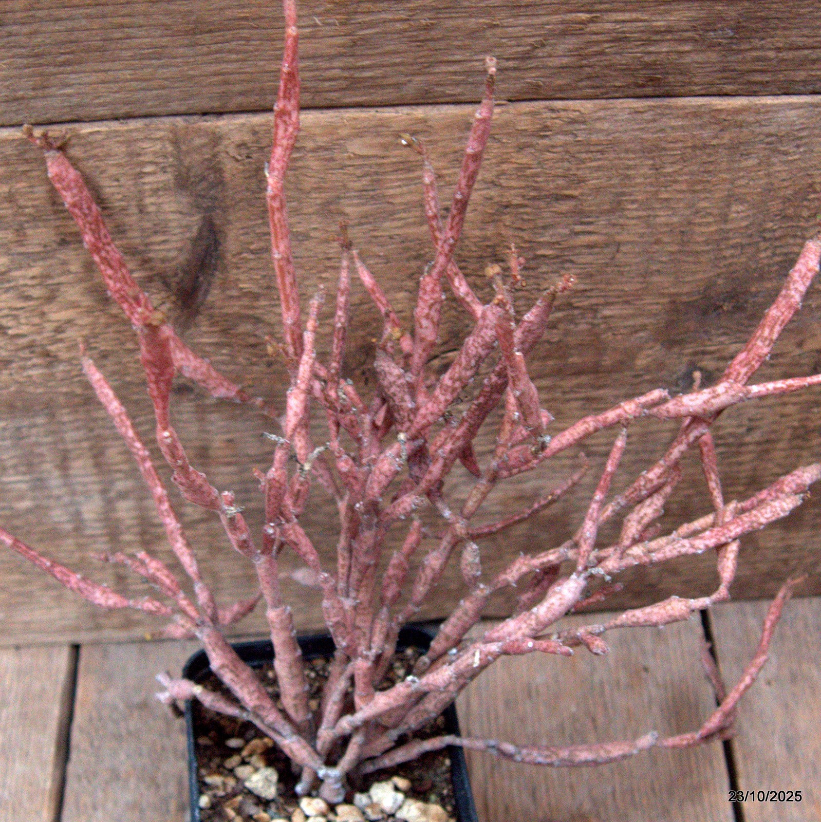 D7119 EUPHORBIA PLATYCLADA pot8-H25-W24 cm MaMa Cactus