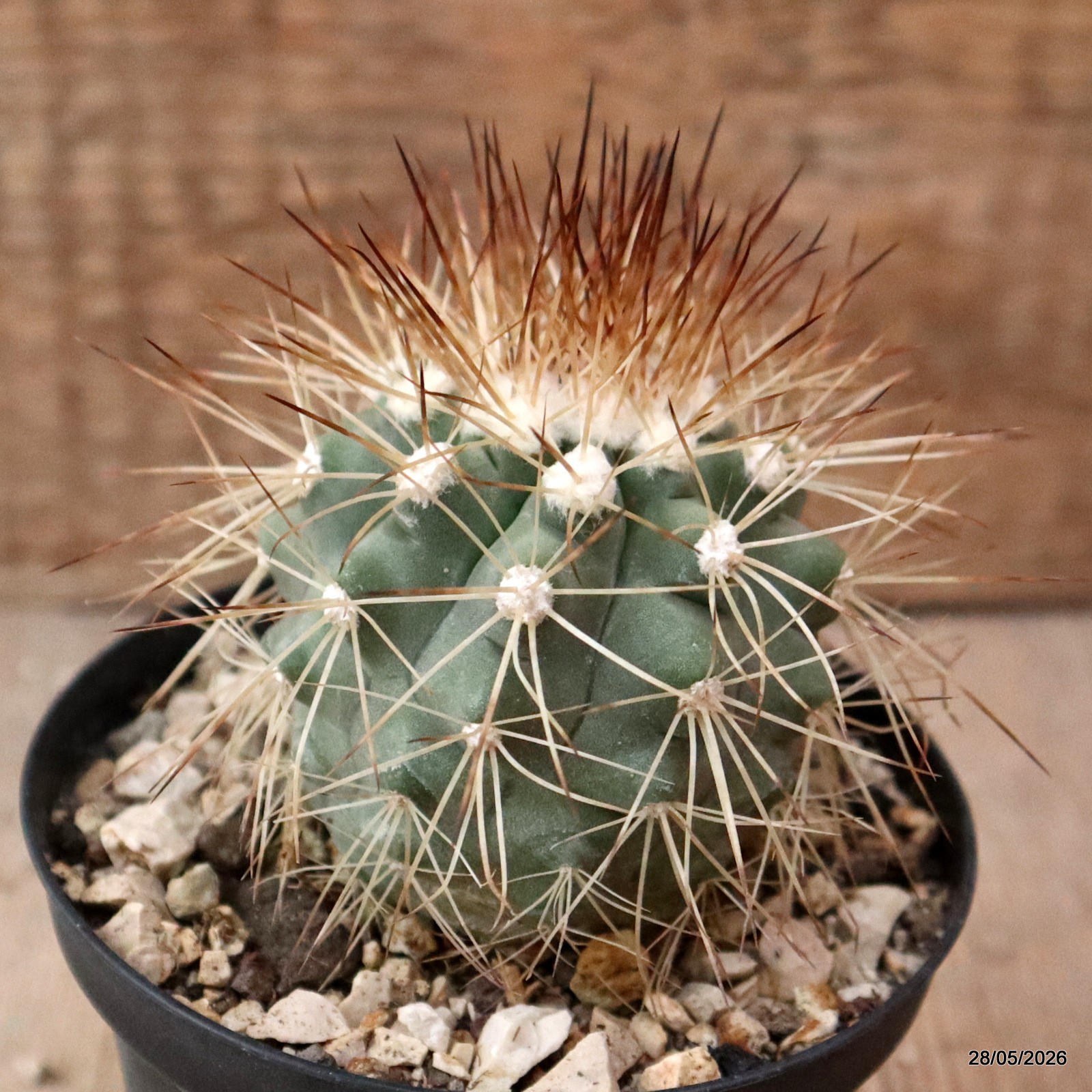 D4005 COPIAPOA KRAINZIANA pot10-H7-W6 cm MaMa Cactus
