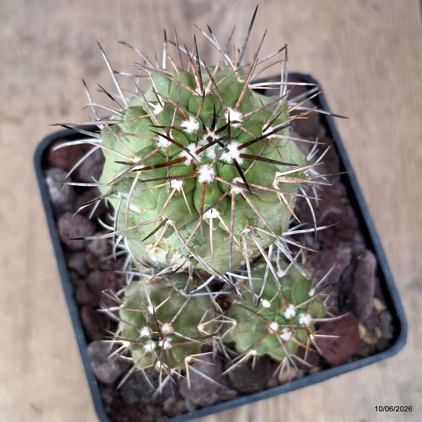 D3288 COPIAPOA PEPIANA pot10-H10-W10 cm MaMa Cactus