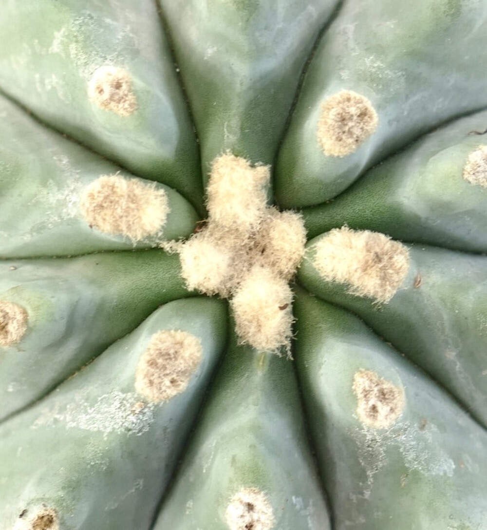Ferocactus glaucescens cv URASAKI (DLU88) – Glaucous barrel cactus | Blue barrel