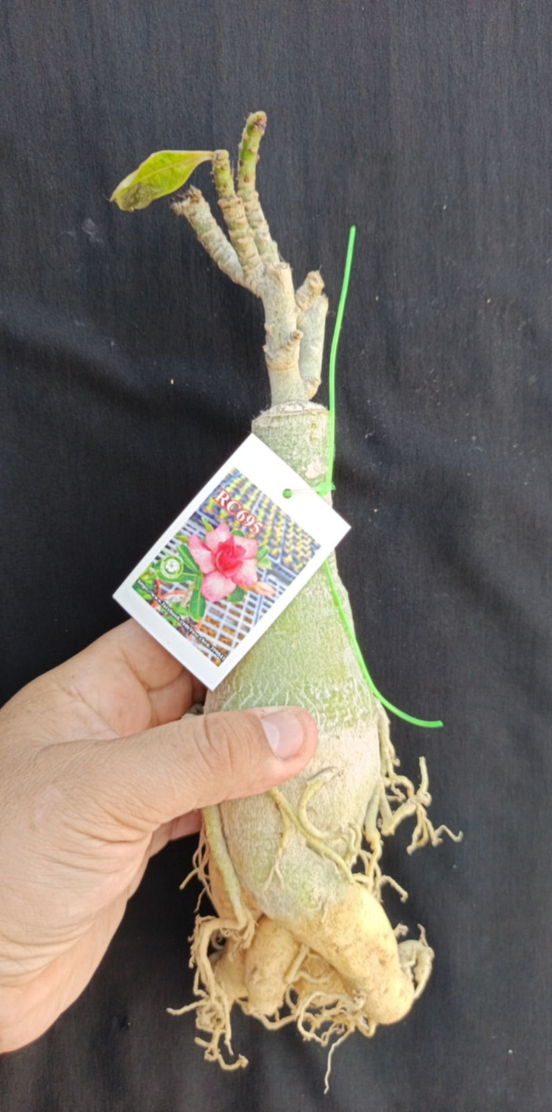 adenium plant