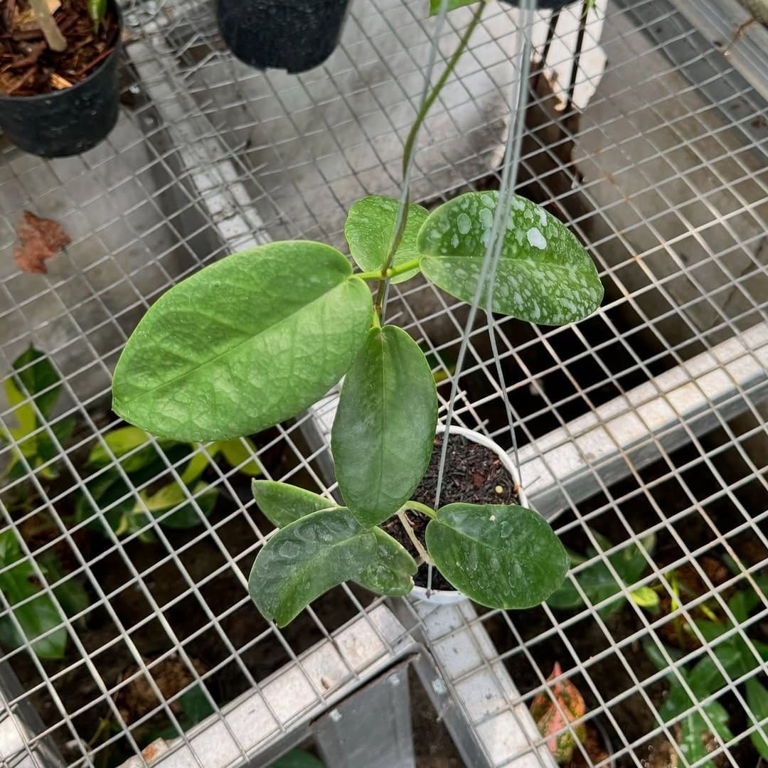 Hoya Onychoides Dark SP Papua Rare Tropical Wax Plant