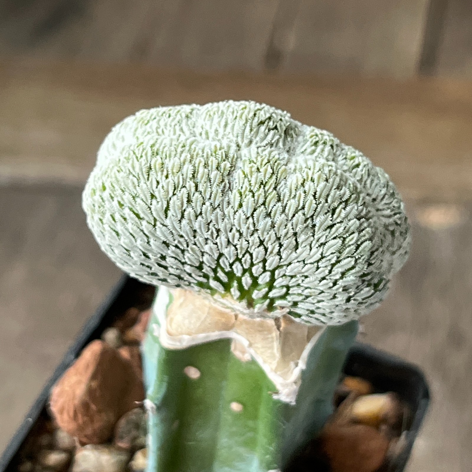 A17-880 Mammillaria aselliformis f. cristata, grafted