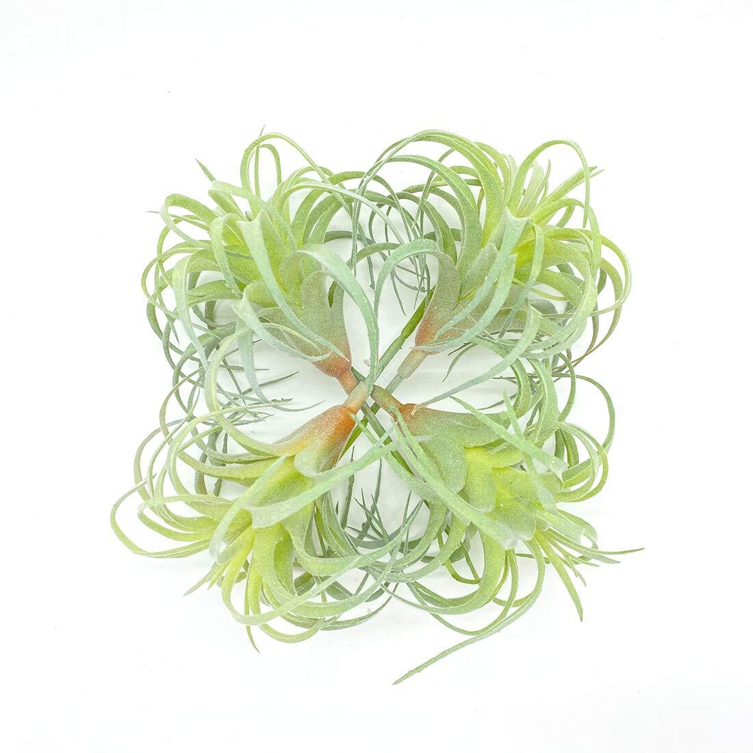 4 Pack Artificial Air Plants Flocked Tillandsia Bromeliads Terrarium Decor