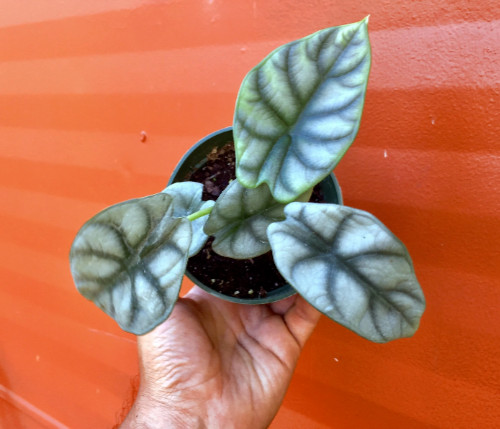 Alocasia Badinga ‘Silver Dragon’ 4″ Pot| RARE Indoor/Outdoor Live Tropical Plant