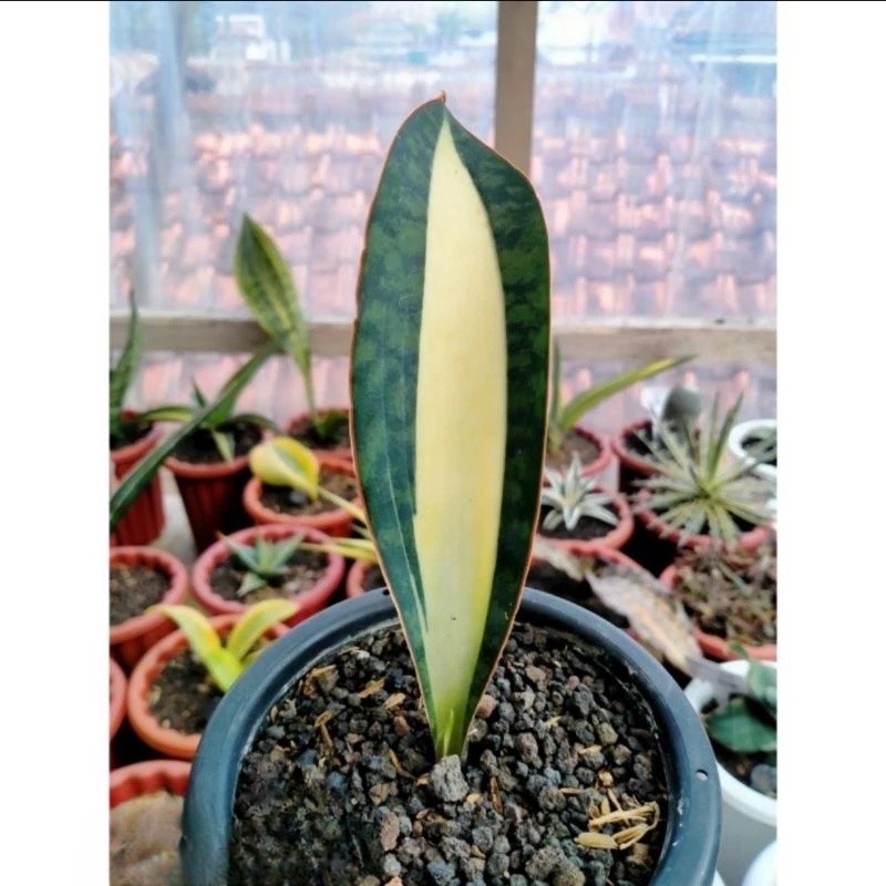 Sansevieria Masoniana Mediopicta Variegated Rare Unique Exotic Snake Plant PL014