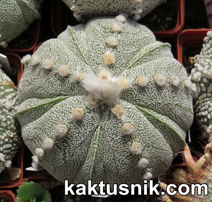 Astrophytum coachuilense x asterias F2 20seeds 2025 year