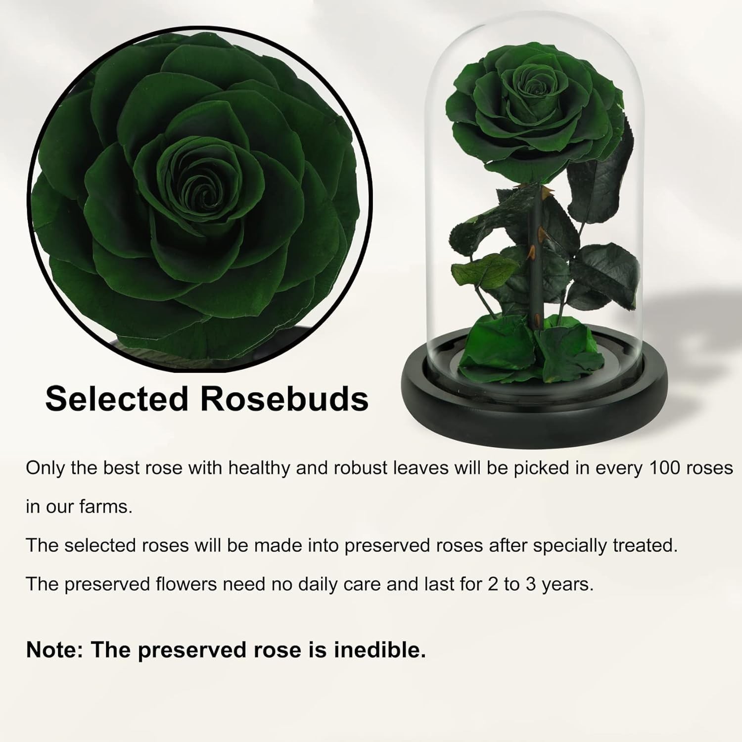 Elegant Handmade Preserved Roses in Glass Dome – Lasting Green Floral Gift
