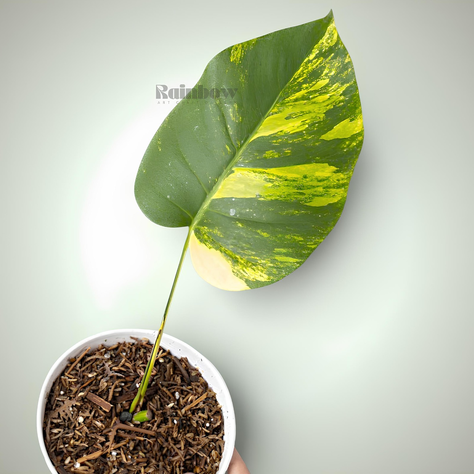 Monstera Marmorata Cutting Ornamental Plant