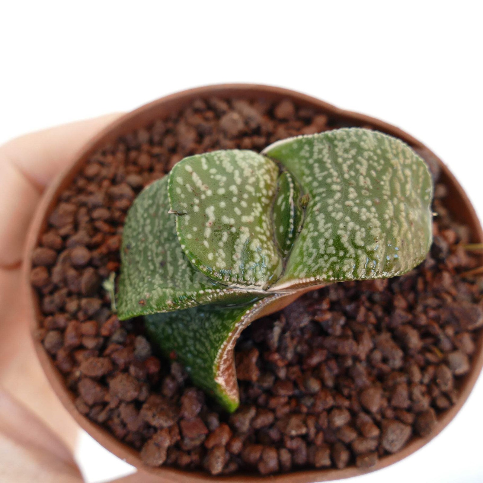 Gasteria armstrongii SUPER WHITE PEARL EX THAILAND – Armstrong’s gasteria | Cow
