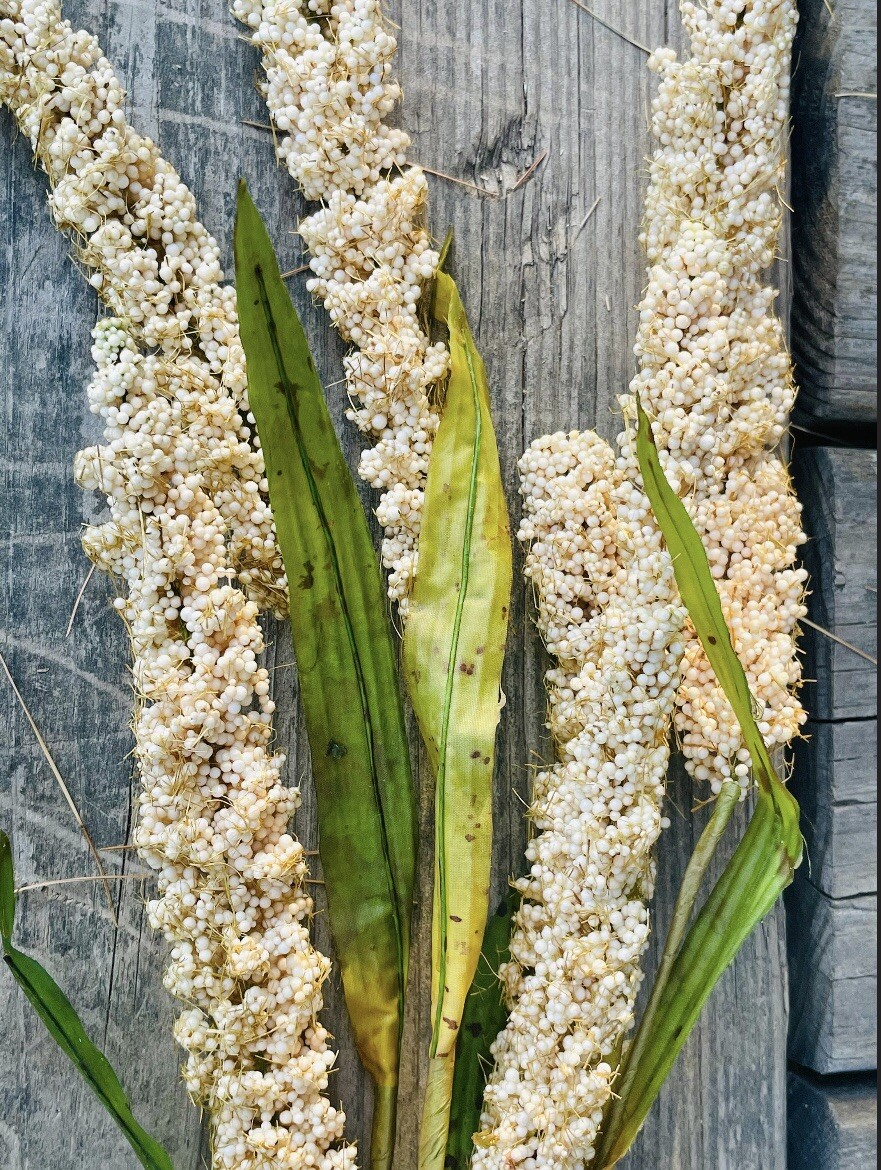 Cream Millet Stem, 30” Bundle Of 3