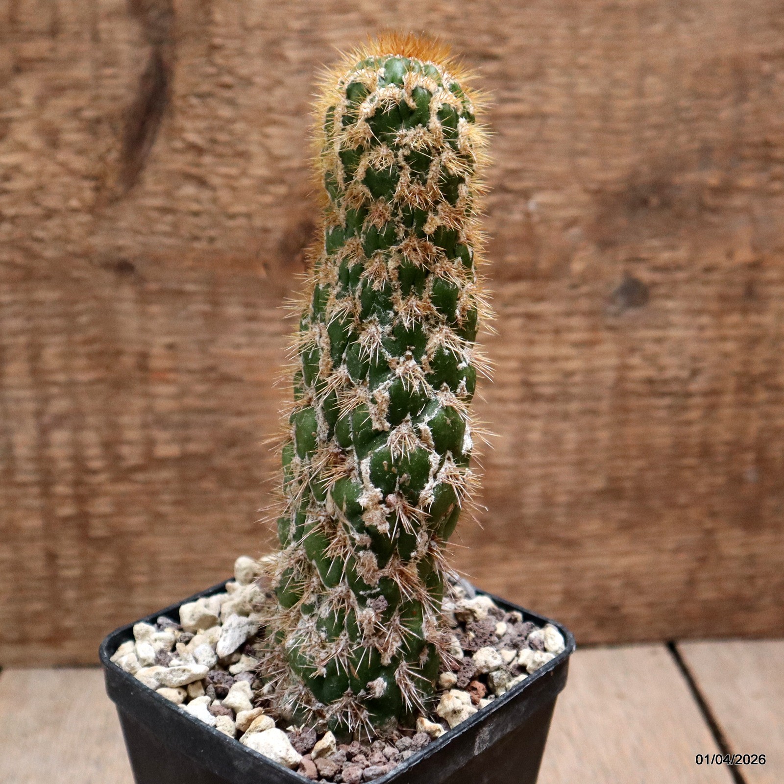 D8160 CEREUS SPACHIANUS MONSTER pot8-H15-W4 cm MaMa Cactus