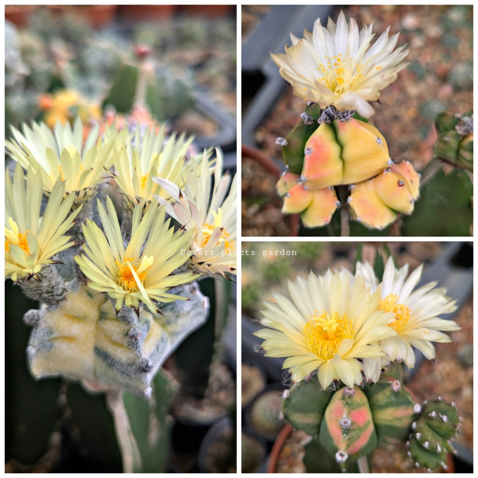 Astrophytum myriostigma Varieagated 25Seeds