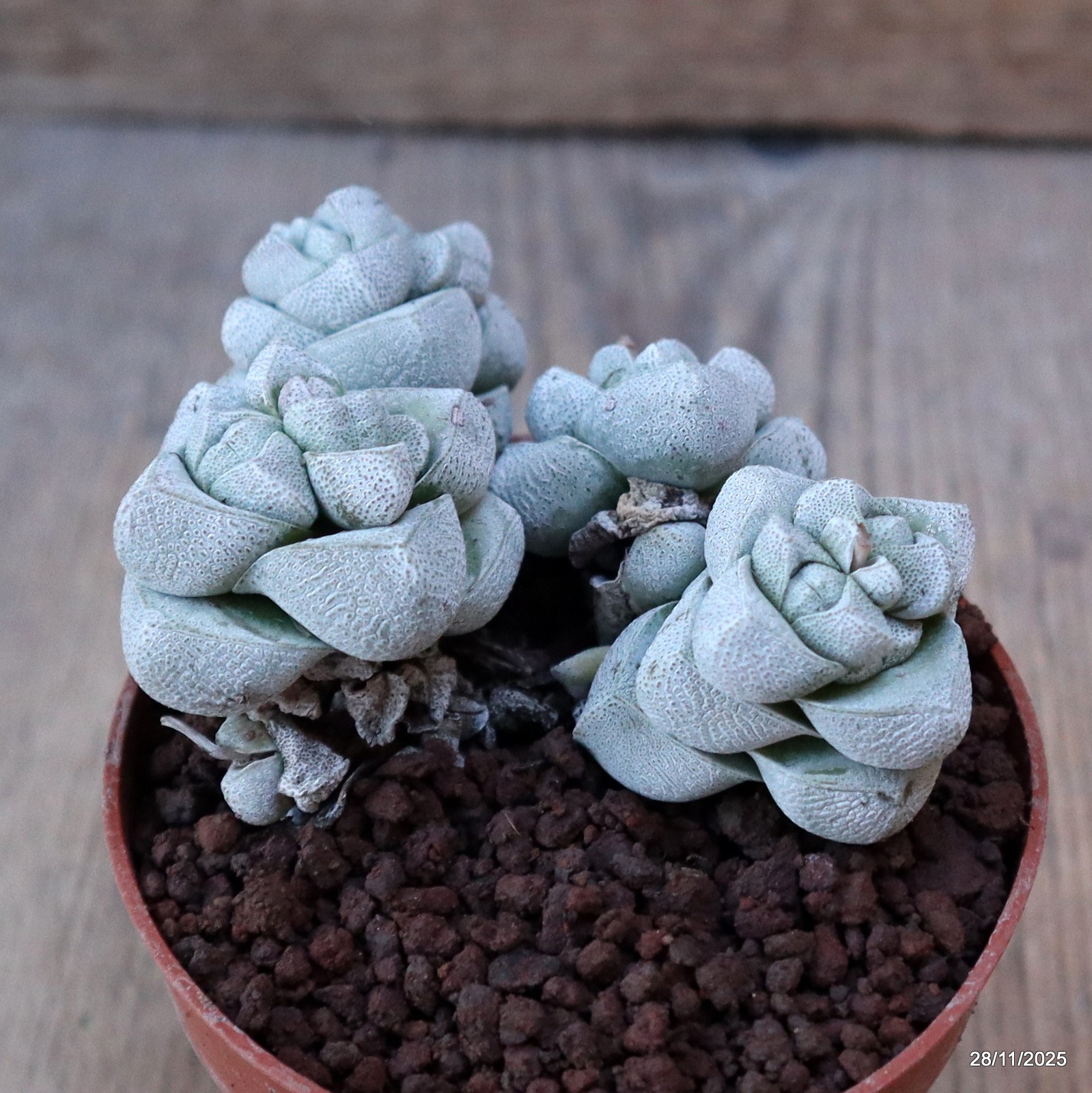 D7591 CRASSULA DECEPTOR pot8,5-H5-W9 cm MaMa Cactus
