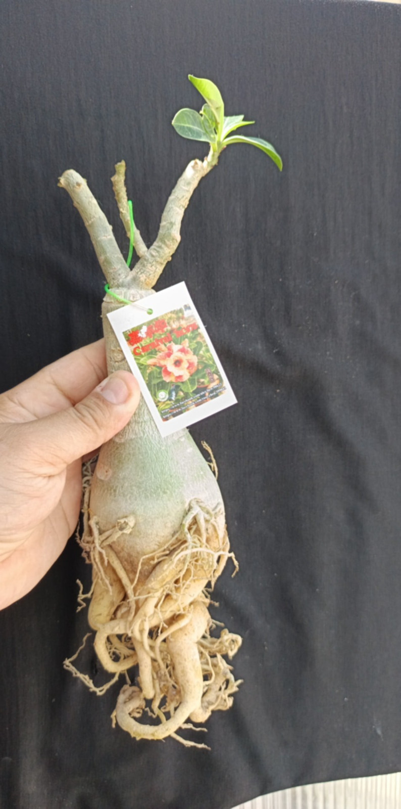 adenium plant