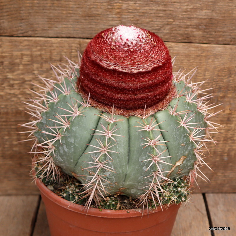 M100 MELOCACTUS CONCINNUS VERY OLD pot17-H19-W21 cm MaMa Cactus