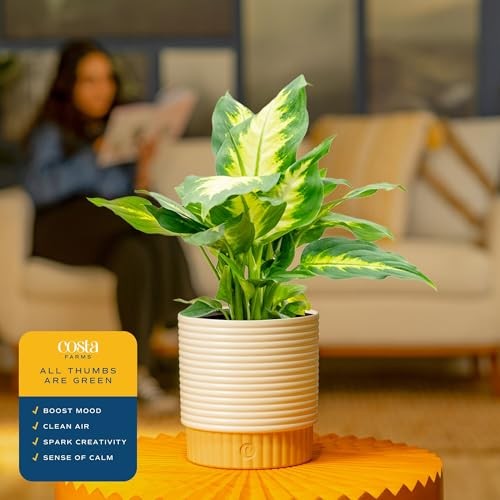 Dumb Cane Live Plant in 1 Foot Tall Indoor Garden Plant Pot Dieffenbachia