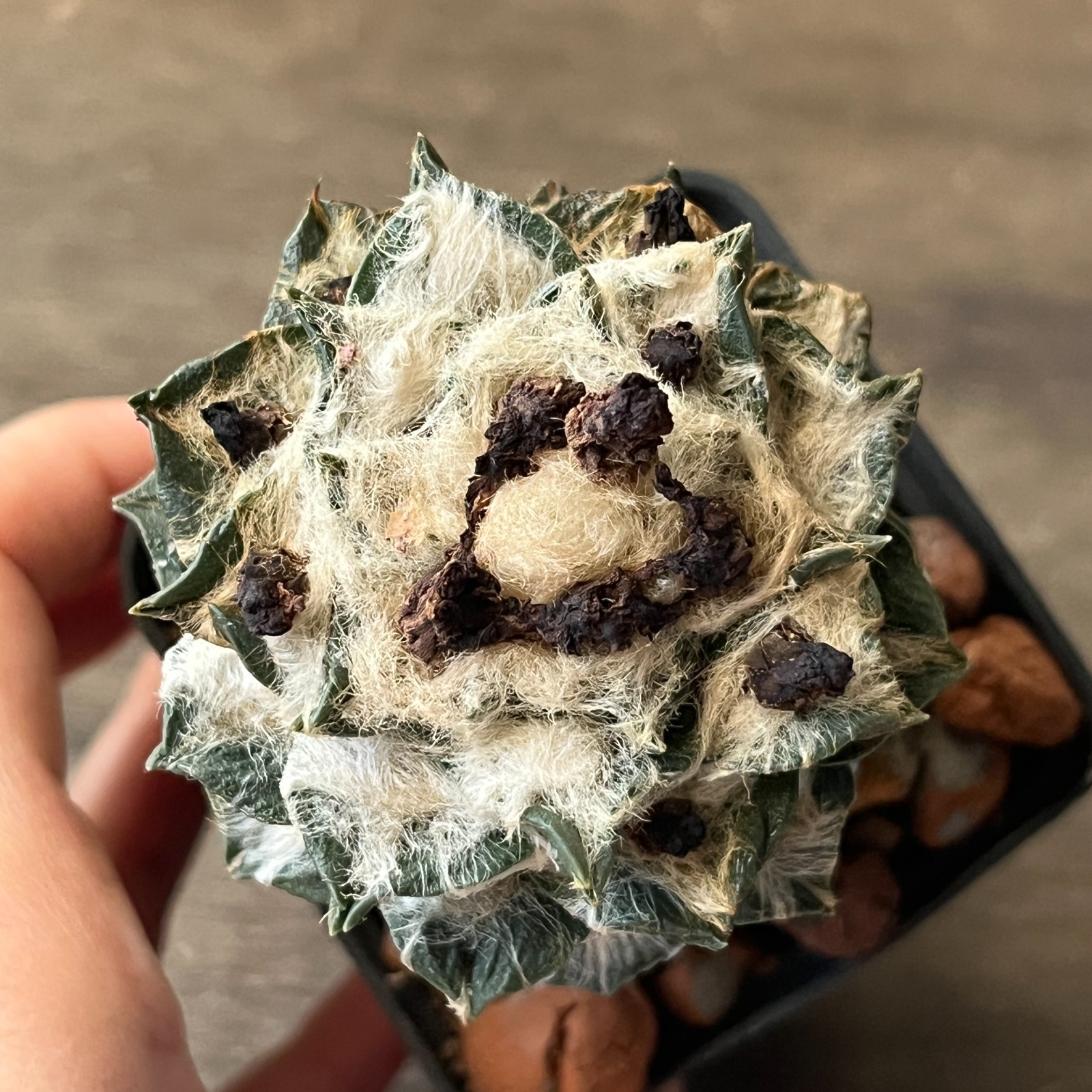 A52-853 Cactus hybrid (scaph x agavoides), grafted