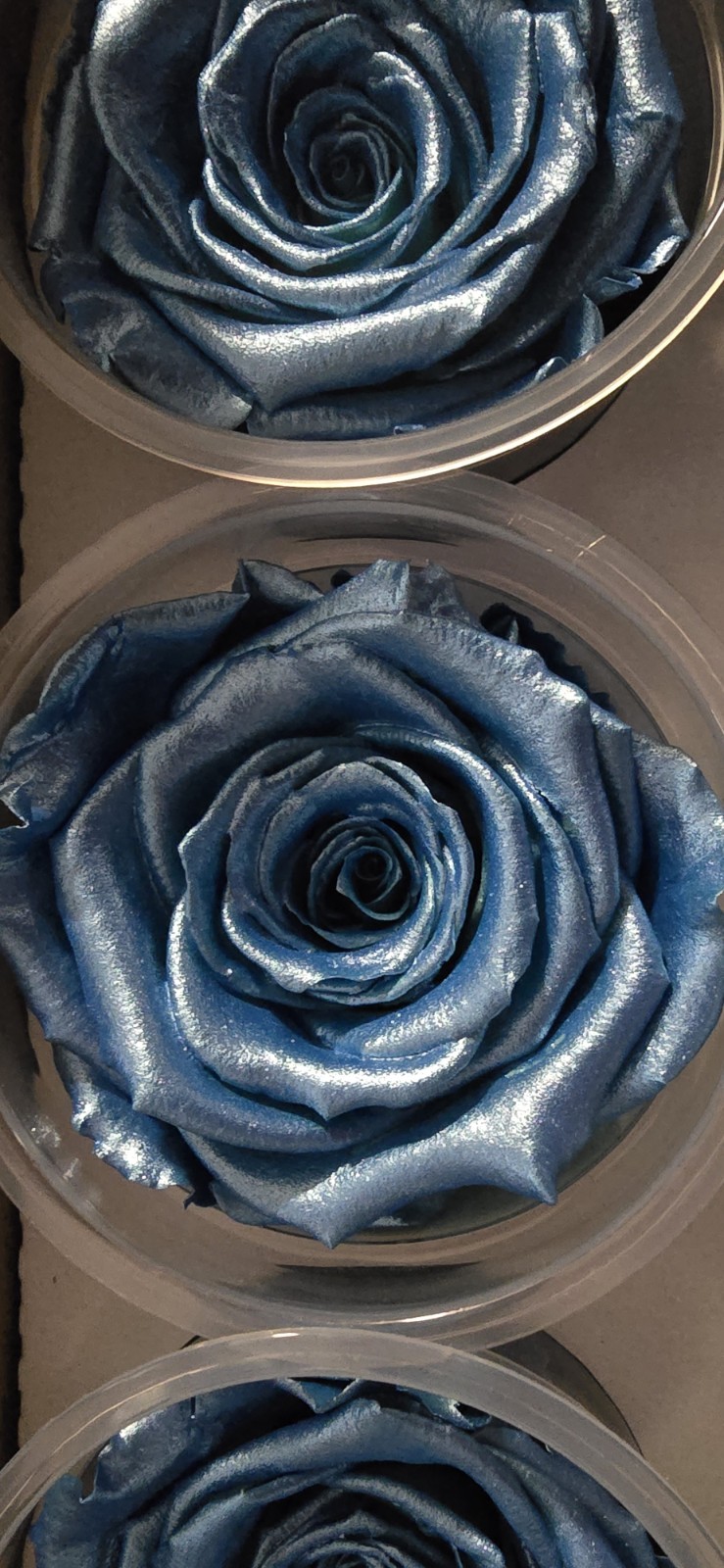 Preserved Roses Forever Roses 6 Pack Metallic Blue XL Ecuador