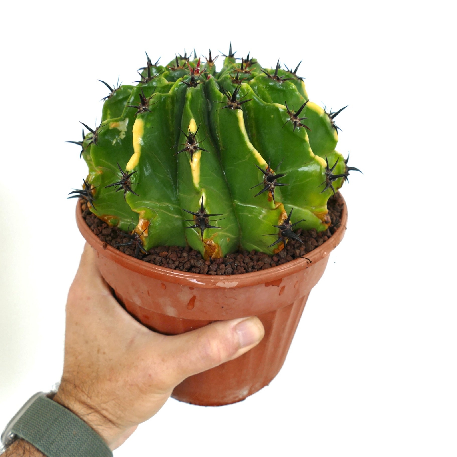 Ferocactus horridus var. brevispinus VARIEGATED BK9 –