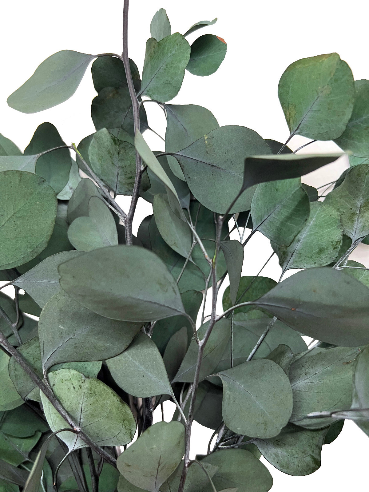 Green or Red Preserved Natural Silver Dollar Eucalyptus Branches /8 oz or 16 oz