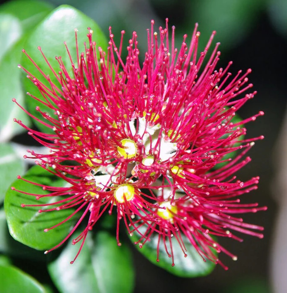 Metrosideros excelsa SEEDS – New Zealand Christmas tree | Pohutukawa