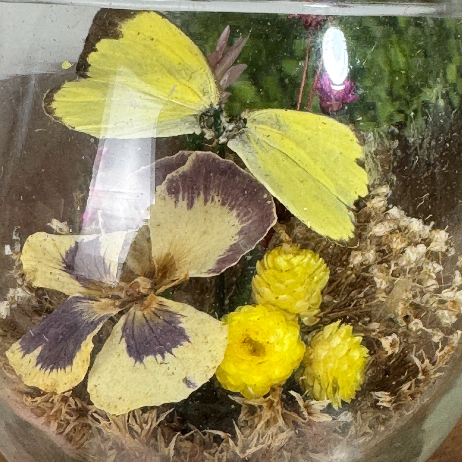 Vintage Glass Cloche Dome Dried Flowers Butterfly Terrarium Apothecary Decor
