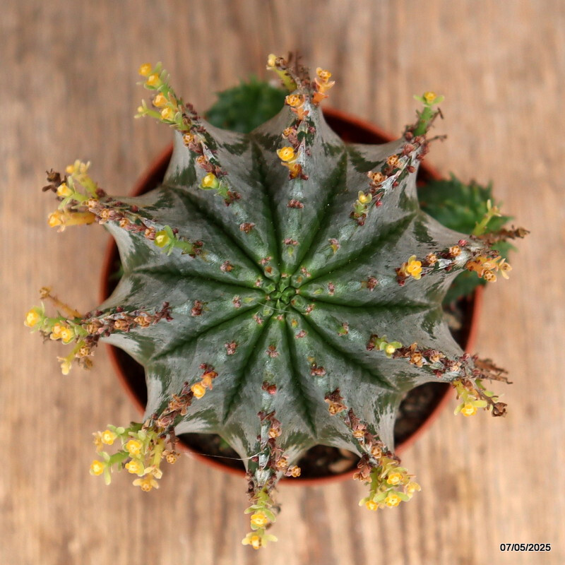 D3934 EUPHORBIA HORRIDA SNOWFLAKE pot8,5-H12-W9 cm MaMa Cactus